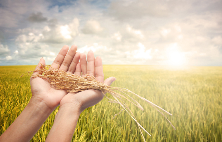 Histoire et curiosités sur le riz