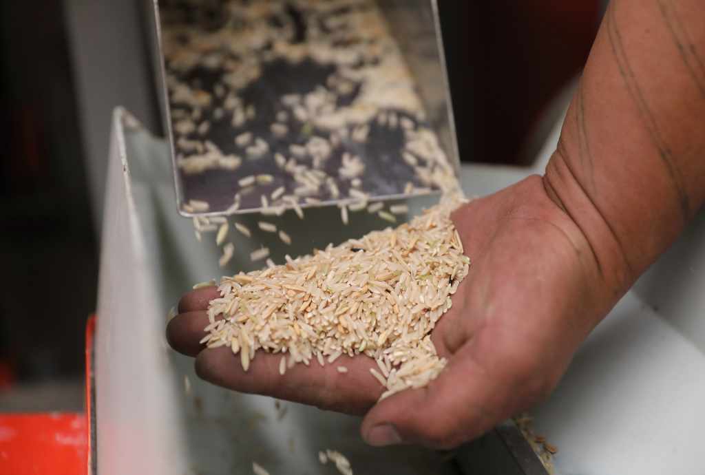 La transformation du grain de riz