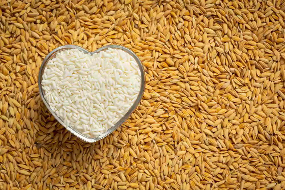 Le grain de riz: De sa culture à votre assiette