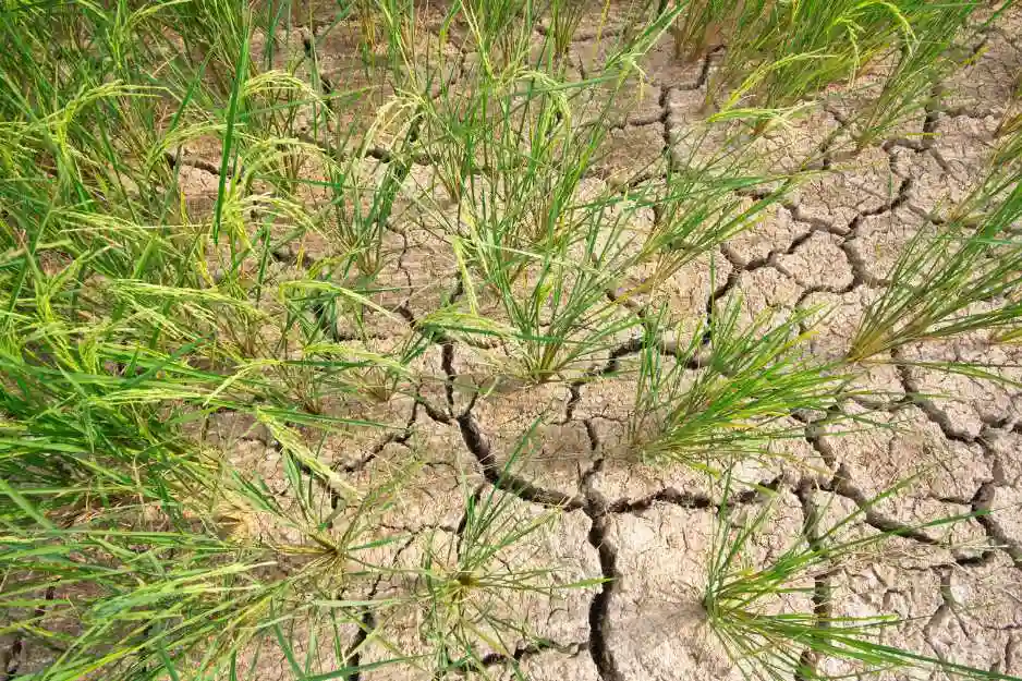 تحديات المناخ والطقس في حصاد الارز