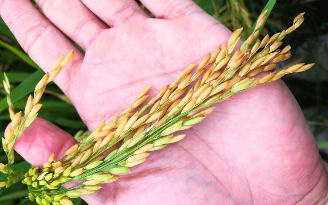 كيفية زراعة ورعاية نبات الأرز