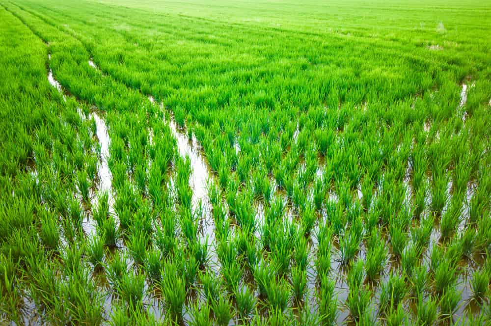 زراعة الأرز في المغرب