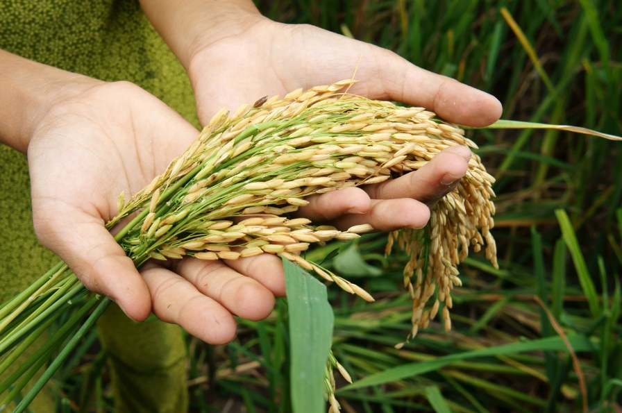 Le riz et l'agriculture biologique