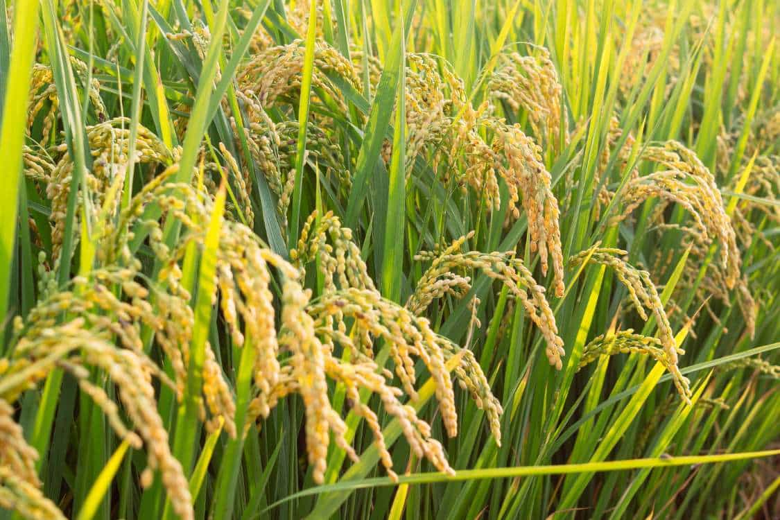 الممارسات المستدامة لزراعة الأرز الكامل