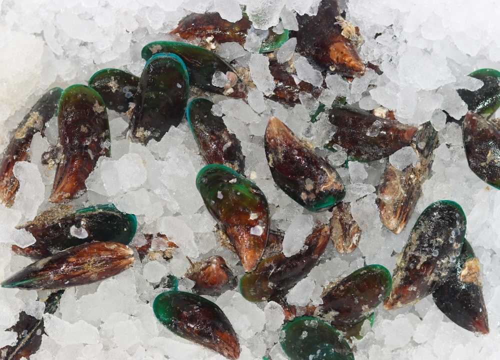 مجموعة من بلح البحر موضوعة على الثلج للحفاظ على طراوتها